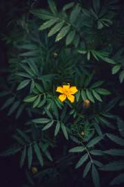 DSC07018.jpg