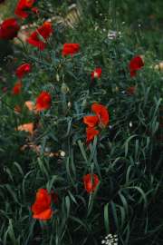 DSC07024.jpg