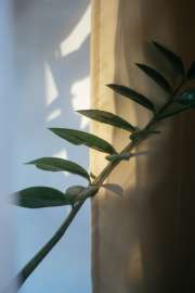 DSC07338.jpg