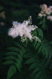 DSC07385.jpg