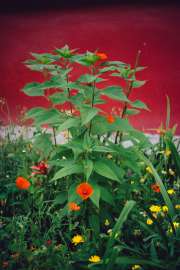 DSC07591.jpg