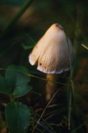 DSC08032.jpg