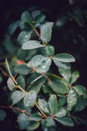 DSC1150.jpg