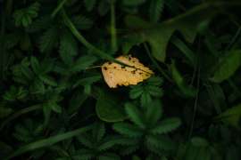 DSC1672.jpg