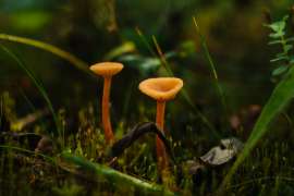 DSC3049.jpg