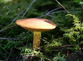shroom2.jpg