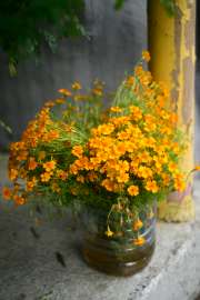 DSC3139.jpg