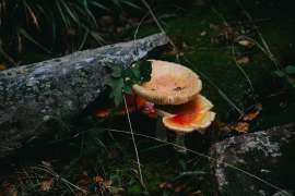 DSC3559.jpg