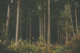 DSCF4114.JPG
