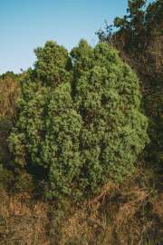 IMG1050-2.jpg