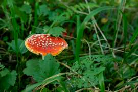 DSC7417.jpg