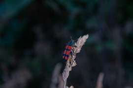 IMG8260.jpg