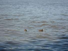 IMG4378.JPG