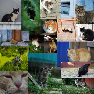 каллаж с котами осени тред.jpg