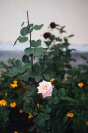 DSC3840.jpg