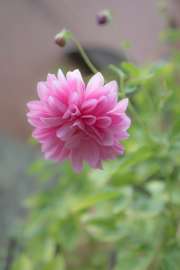 DSC3926.jpg