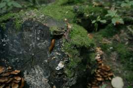 DSC7802.jpg