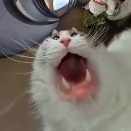 17393858048830.mp4