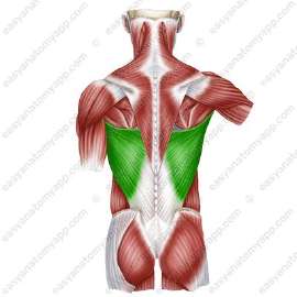 MusculusLatissimusDorsi.jpg