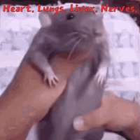 tenor (1).gif