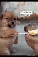 17029034171910.mp4