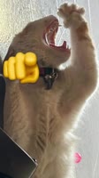 17491072807191.mp4