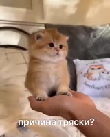 17183044216390.mp4
