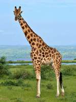 500px-RothschildsGiraffe(Giraffacamelopardalisrothschildi)male(7068054987),cropedit.jpg