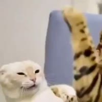 16645423092260.mp4