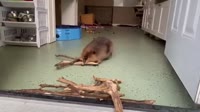 1755997076090.webm