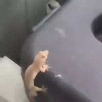 16819262306720.webm