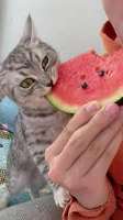 images.jpg