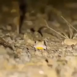 17498207104430.mp4