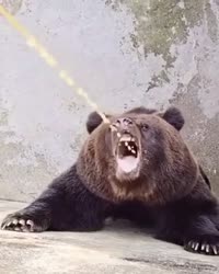 Медведь пьёт мочу.mp4