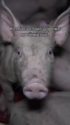 VID20250825005755558.mp4