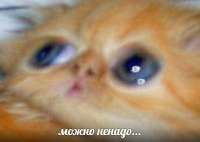 КотМожноненадоCat.jpeg