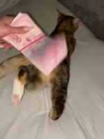 членвстал.mp4