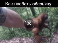 как наебать обезьяну.mp4