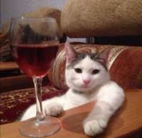 1681760045animals-pibig-info-p-kot-i-bokal-vina-zhivotnie-vkontakte-37.jpg