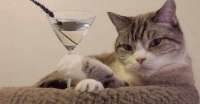 2581759994animals-pibig-info-p-kot-i-bokal-vina-zhivotnie-vkontakte-71.jpg