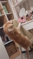 Кот флексит на стуле.mp4