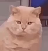 1000067767.mp4