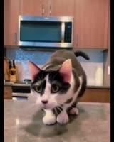 Котейка любит деньги.mp4