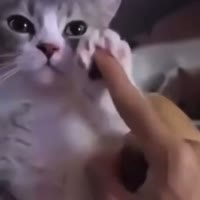 Котик.mp4