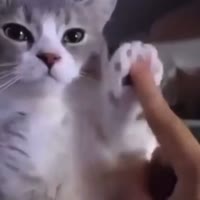 Котик.mp4