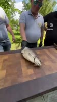 1сники отдыхают.mp4