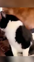 Кот мистер шеф не хочет смотреть в камеру.mp4