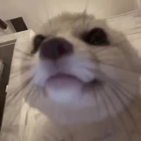 fennec-fox.mp4
