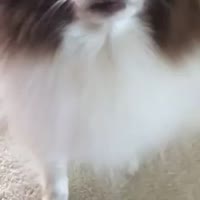 af.mp4