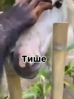 17479970164561.mp4